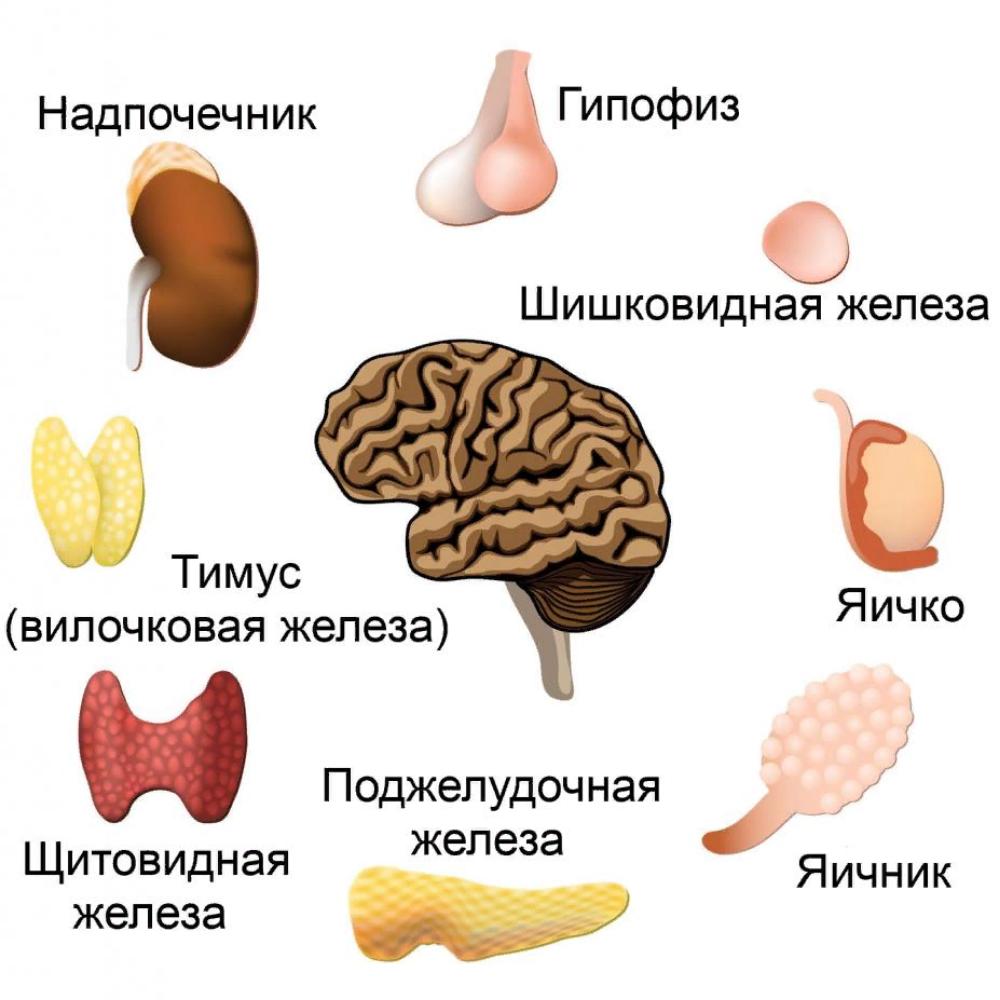 К эндокринной системе относится. Эндокринная система. Эндокринный. Органы эндокринной системы. Эндокринная системы человеческого организма.