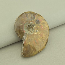 картинка Окаменелость аммонита, натуральный камень, 75x60 мм от магазина Wolves